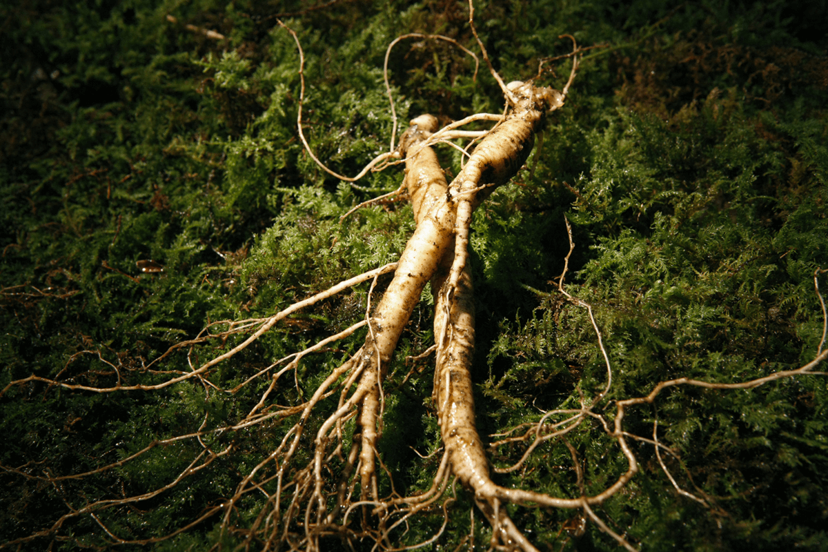 Ginseng