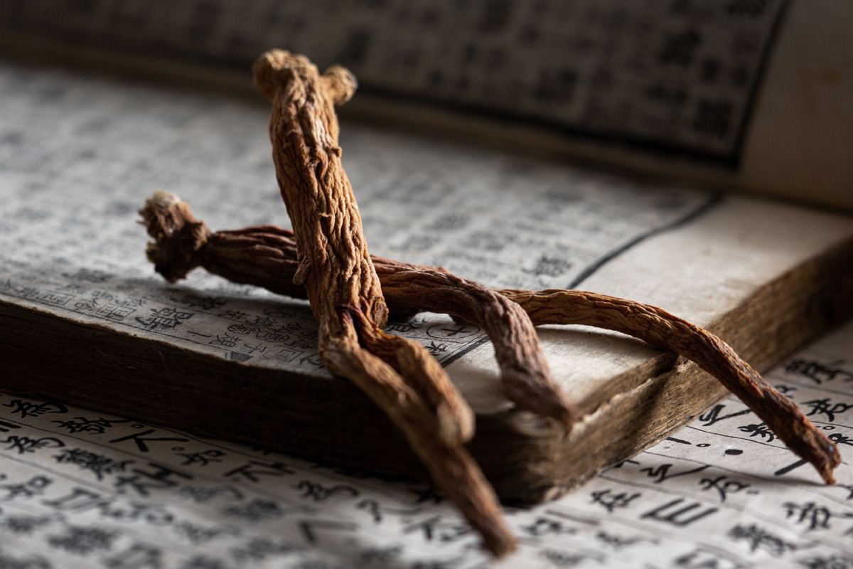 Korean Red Ginseng (Panax ginseng)