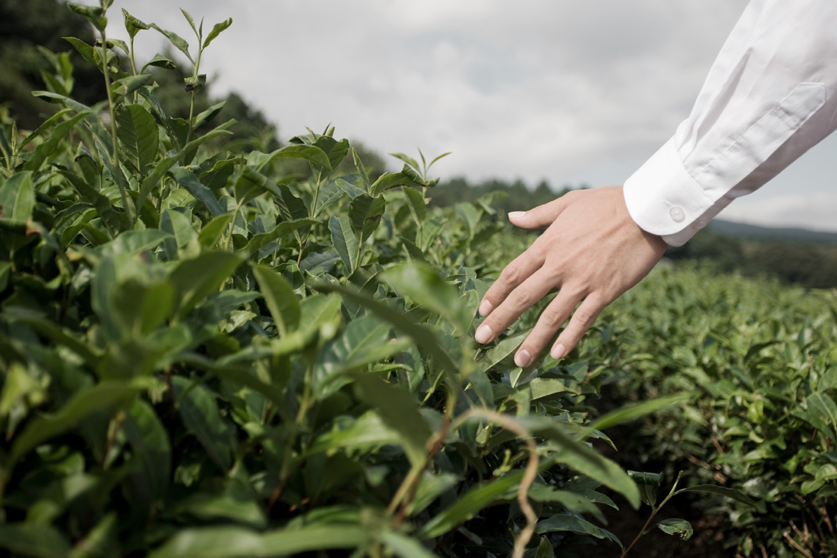 Green Tea (Camellia sinensis)